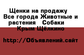 Щенки на продажу - Все города Животные и растения » Собаки   . Крым,Щёлкино